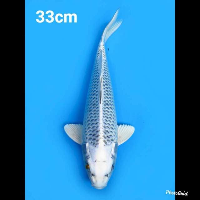 33cm Male , Gin Matsuba