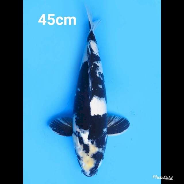 45cm Male , Jumbo Shiro Jet Black