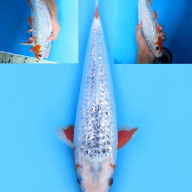 30cm Asagi Ginrin