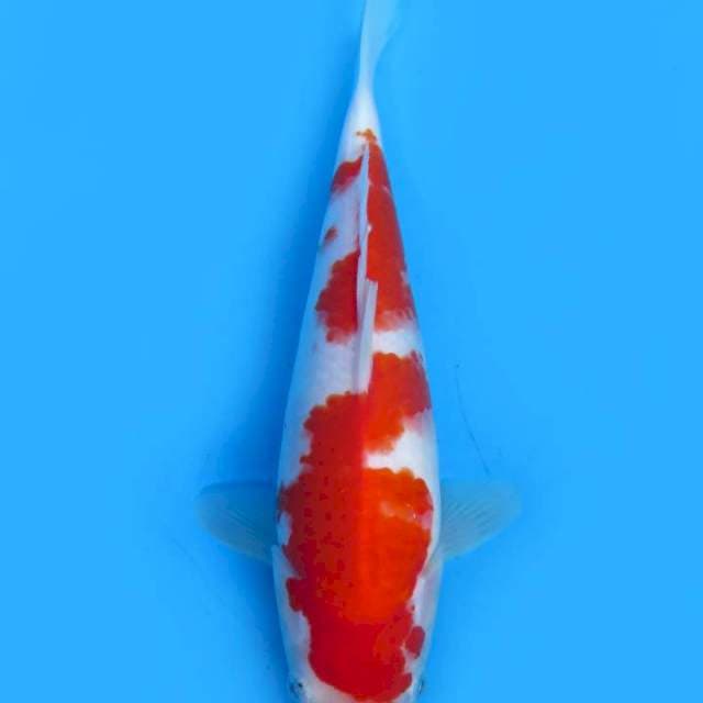 26cm Kohaku Ori