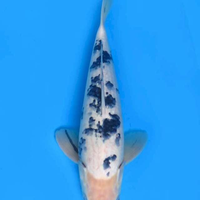 40cm Bekko Jumbo