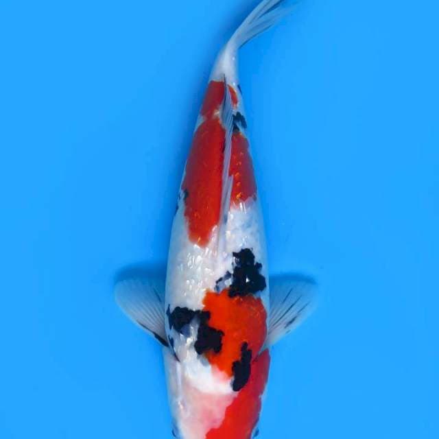 35cm Red Sanke Ginrin