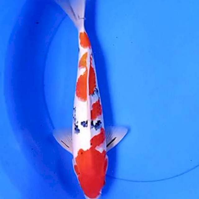 Red strong 36 cm