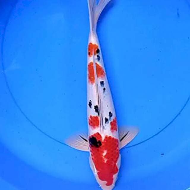 Sanke sttrong 38 cm