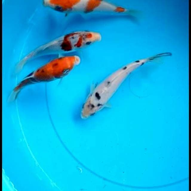 Showa, kohaku, shiro utsuri, sanke Tosai 15cm