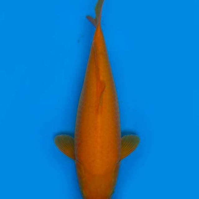 42cm , Jumbo Karashi