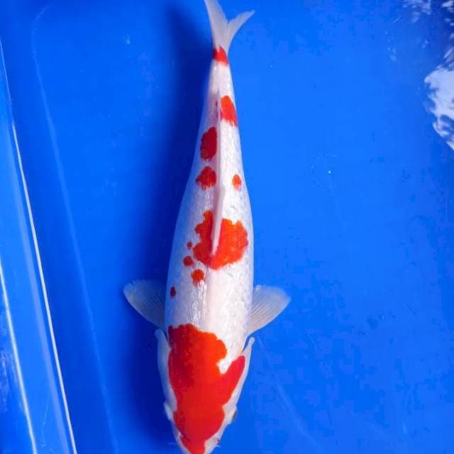 Kohaku merah full gindrin