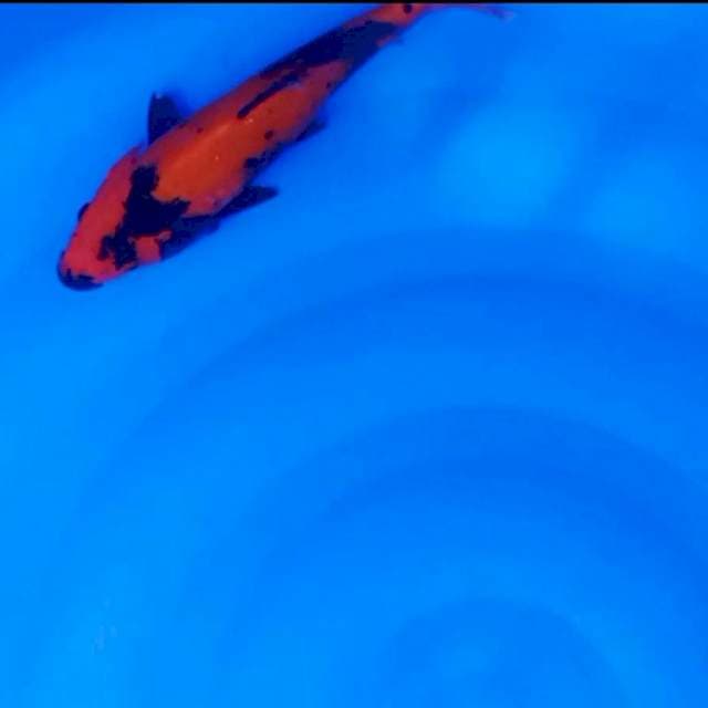 Hiutsuri