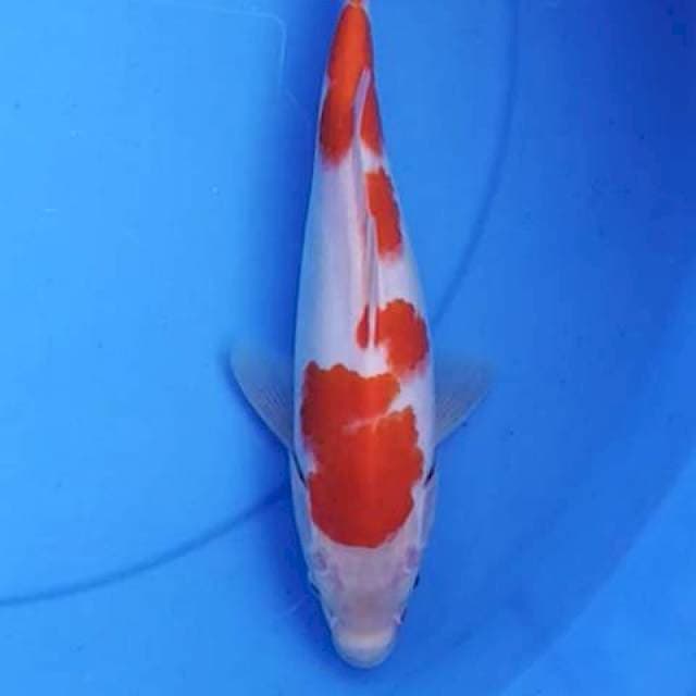 Kohaku 26 cm