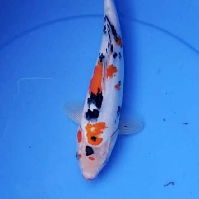 Sanke kucibeni 24 cm