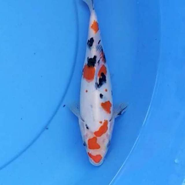 Sanke trotol 22 cm