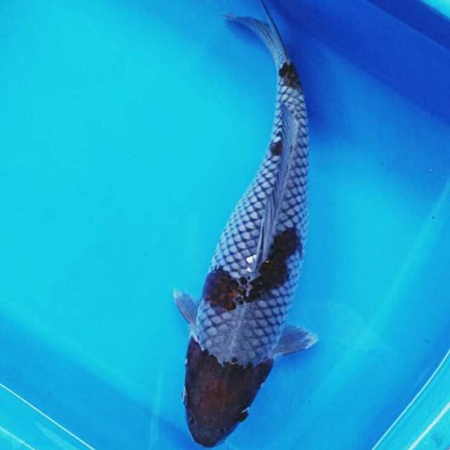 Ochiba 34cm