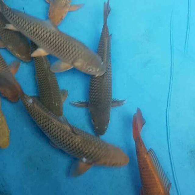 4 Ekor Chagoi Jumbo F1 Ogata Paket 1