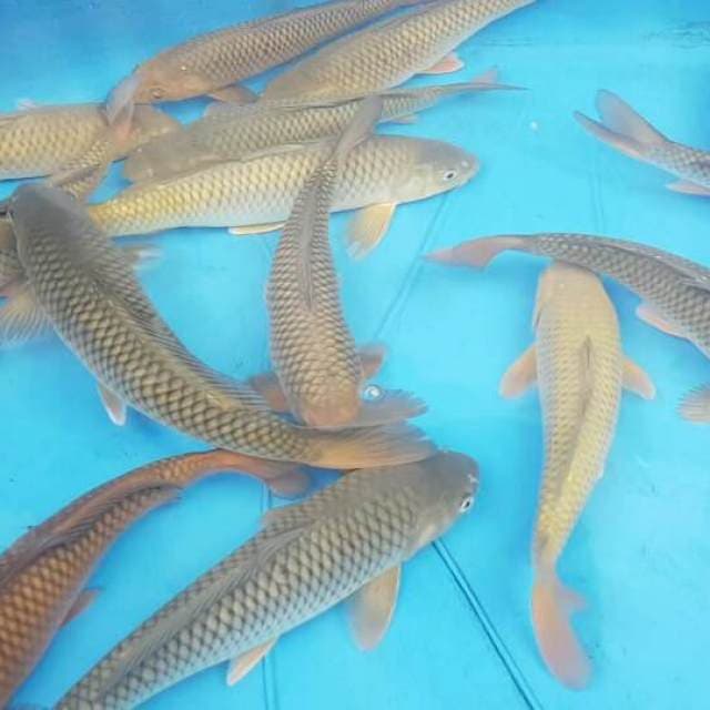 4 Ekor Chagoi Jumbo F1 Ogata Paket 2