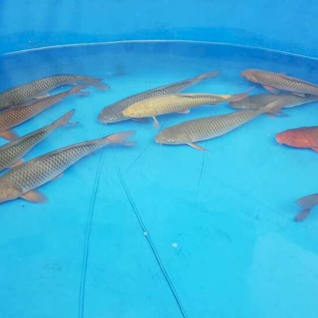 4 Ekor Chagoi Jumbo F1 Ogata Paket 3