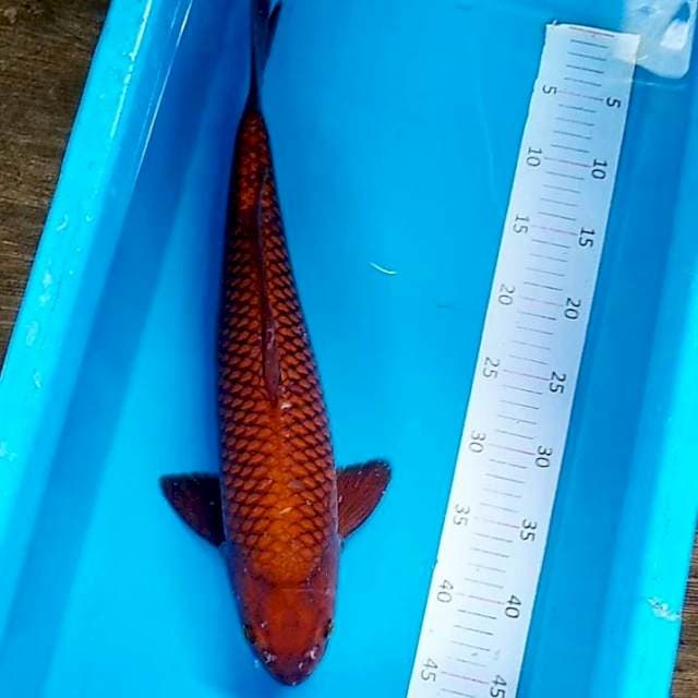 49cm