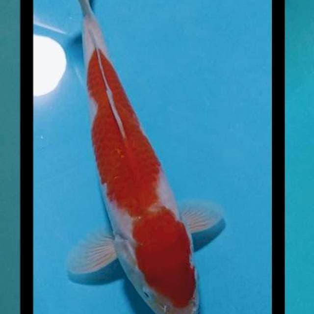 KOHAKU 30CM ๐ฎ๐ฉ๐ฏ๐ต๐ฎ๐ฉ๐ฏ๐ต