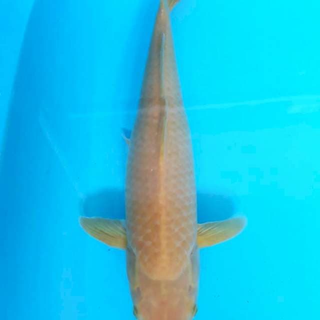 Karashi female 42 cm