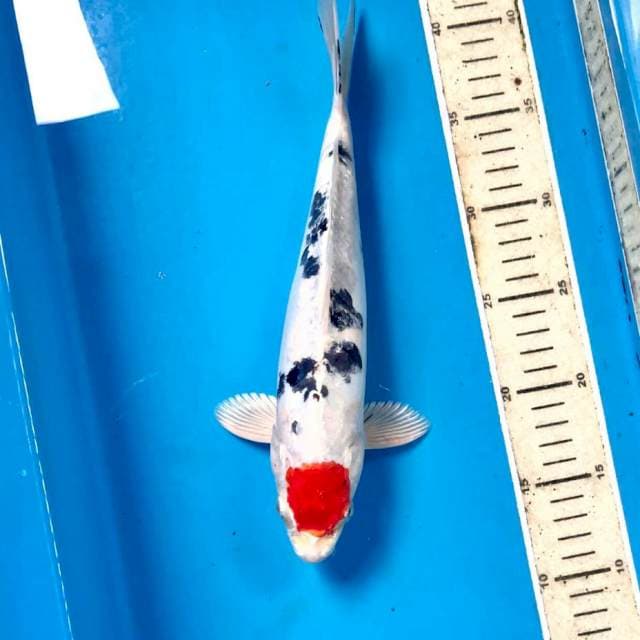 Tancho Heisei Nishiki, 29 cm