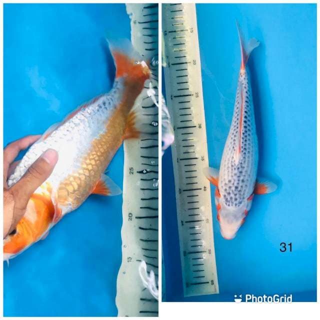 ASAGI,31cm