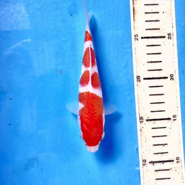 Kohaku, 16 cm