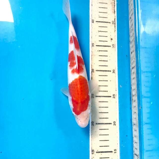 Kohaku, 23 cm