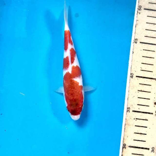 Ai Goromo, 16 cm