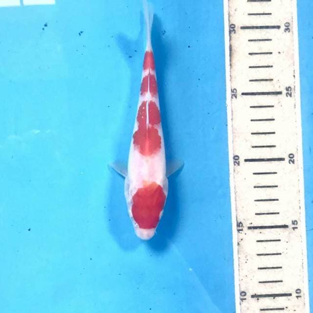 Kohaku, 16 cm