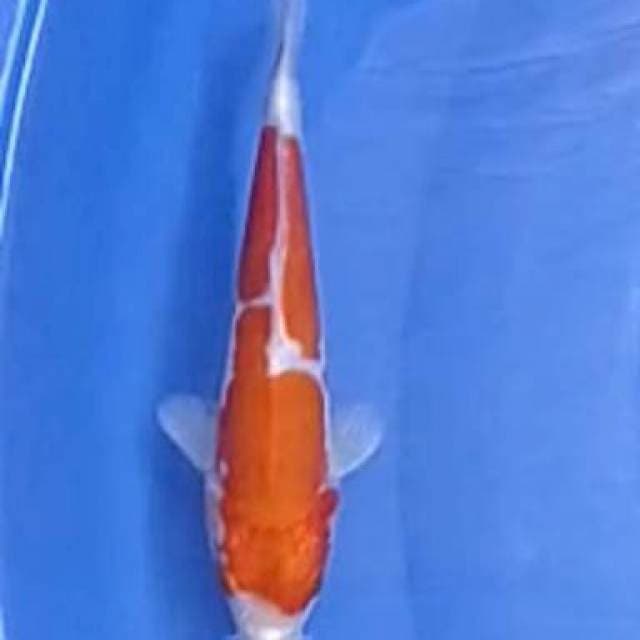 Kohaku doitsu 2 step