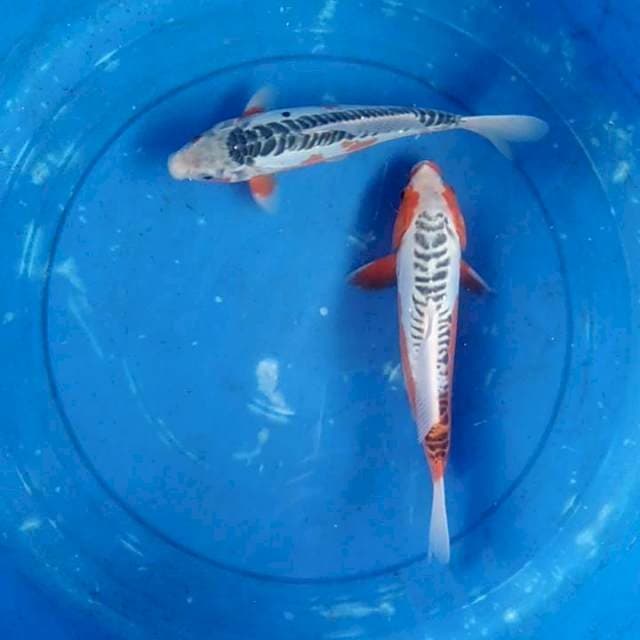Shusui 28&30cm