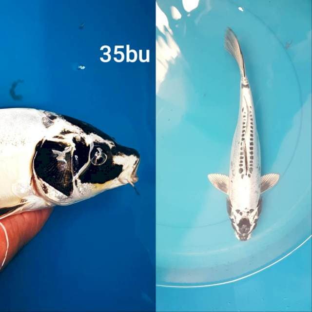 KIKORYU MUNUK 35bu