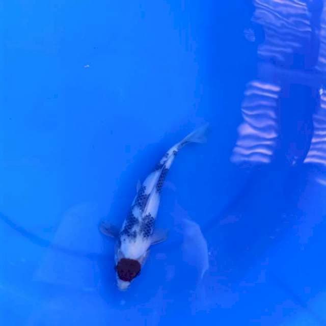 Shiro