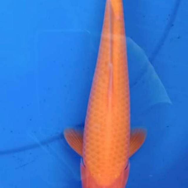 Red karasi super neting 30 bu