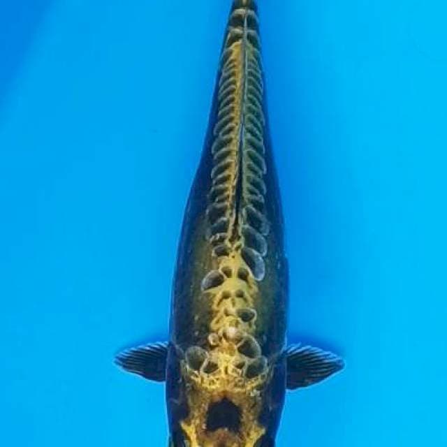 Gold metalik kolor ijo 26cm