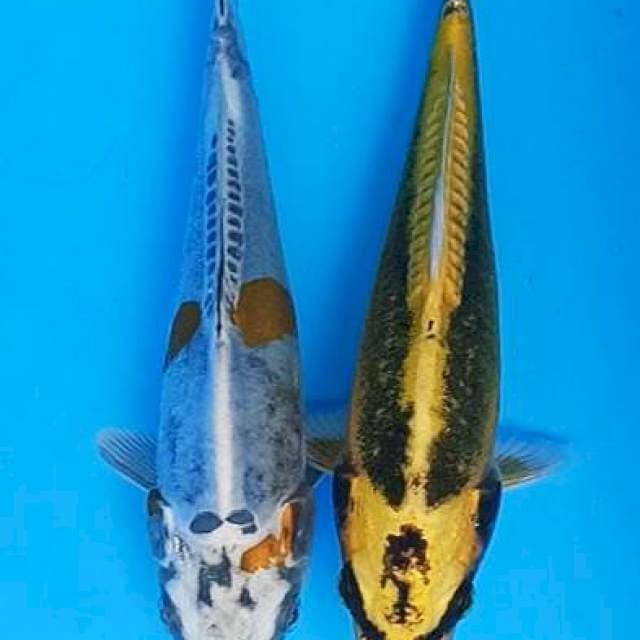 The couple silk kin kabuto dan kin kiko 20cm