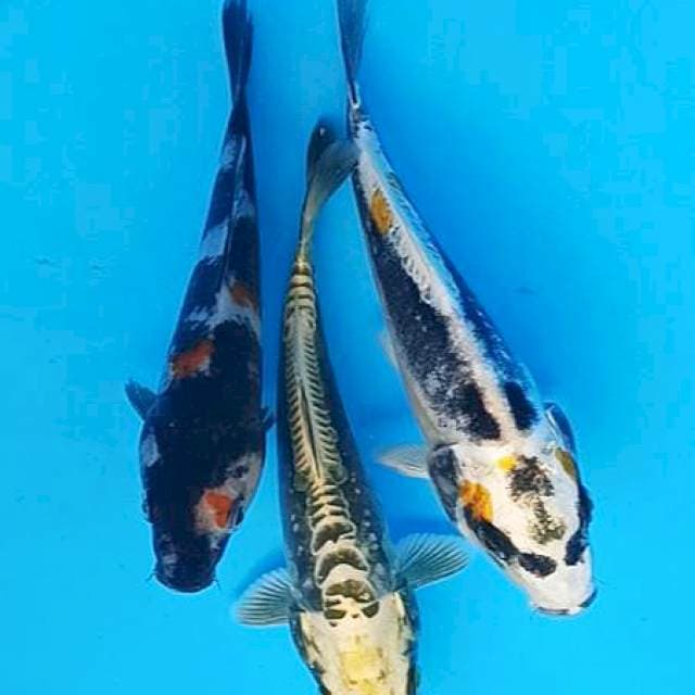 Triple blended showa,kiko dan kabuto antik 16-17cm