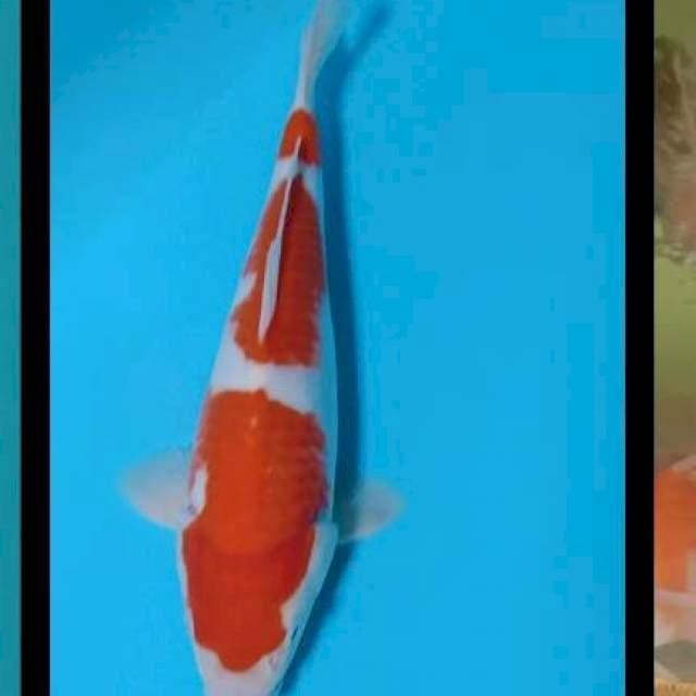 KOHAKU 3 Step jos๐ฎ๐ฉ๐ฏ๐ต๐ฎ๐ฉ๐ฏ๐ต