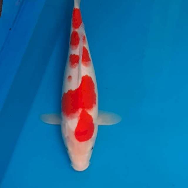 KOHAKU 🤩🤩🤩
