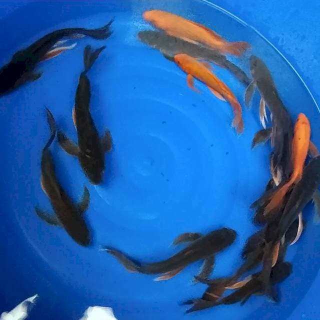 Kumpay 25-30cm