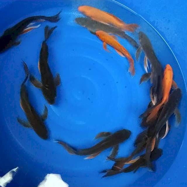 Kumpay 25-30cm