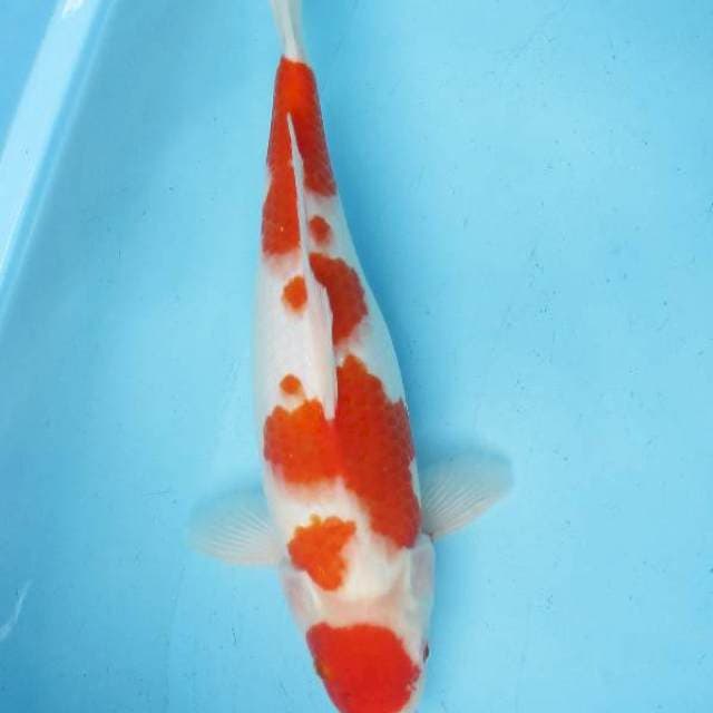 Kohaku ±38cm