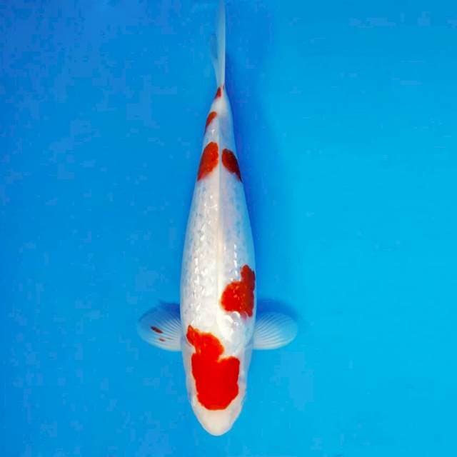 MAGURO 2 - Kohoku Gin Rin ®
