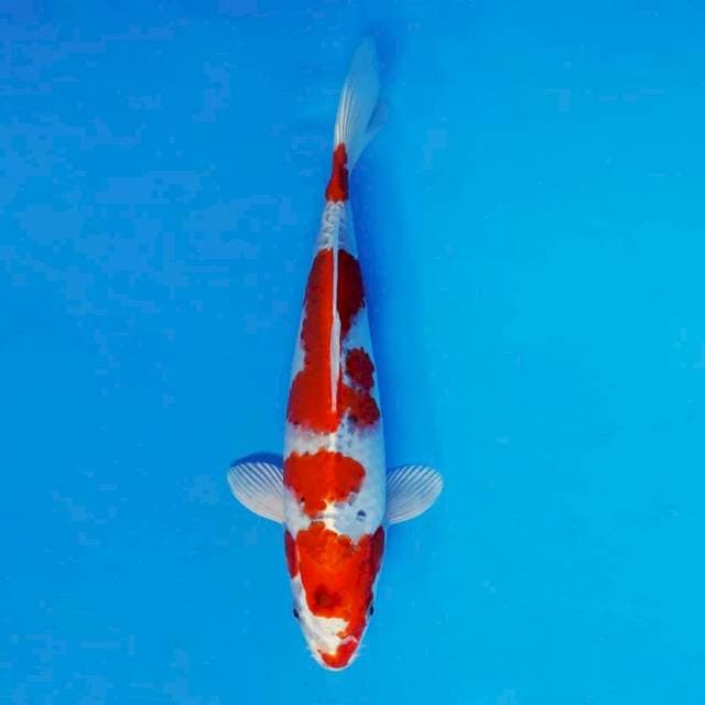 MAGURO 4 - Kujaku Prospect ®