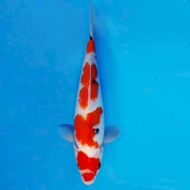 MAGURO 5 - Sanke 4 Steps ®
