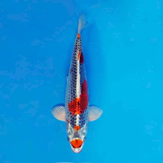 MAGURO 8 - Maruten Kujaku ®