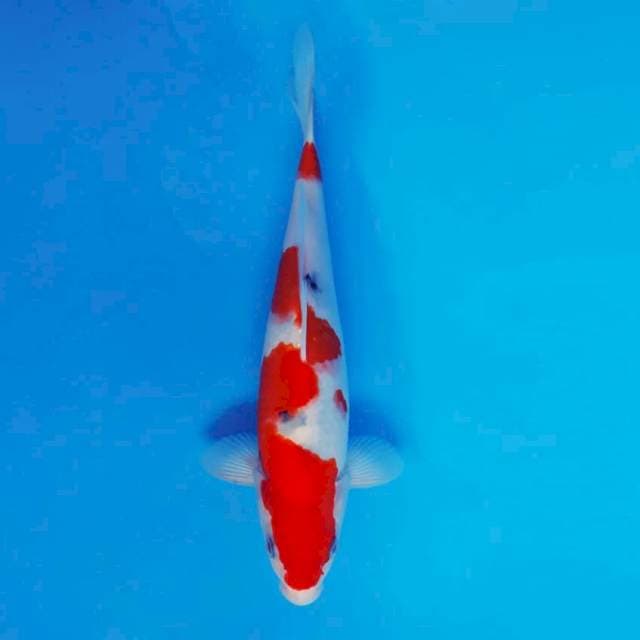 MAGURO 9 - Taisho Sanke ®