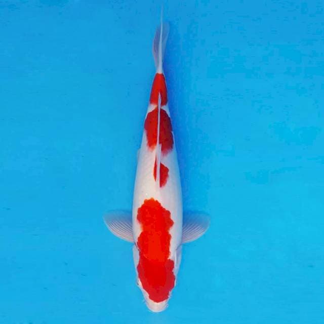 MAGURO 12 - Kohaku ®