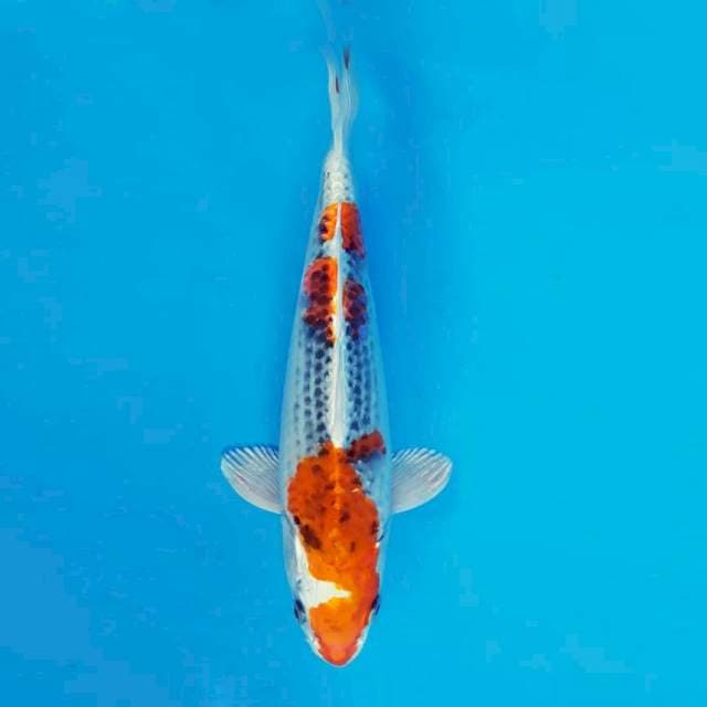 MAGURO 15 - Kujaku ®