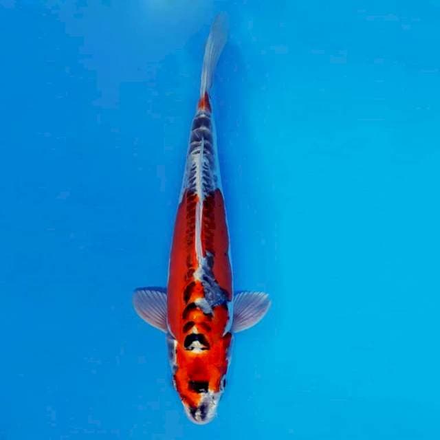 MAGURO 16 - Beni Kikokuryu ®