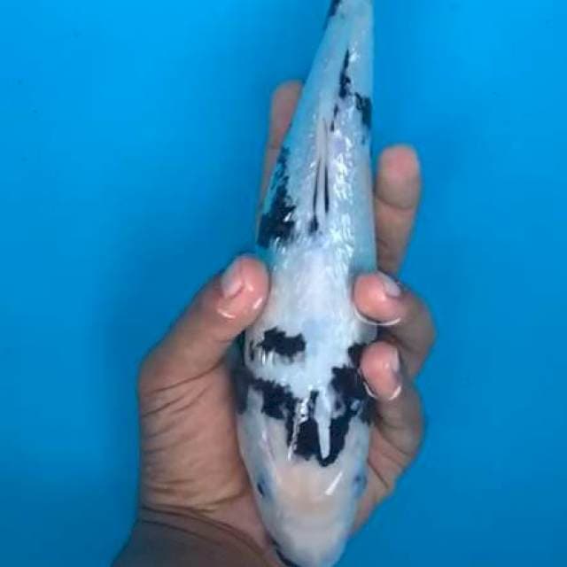 Shiro full gindrin